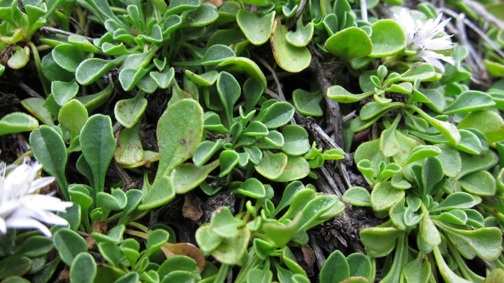 Globularia cordifolia subsp. neapolitana